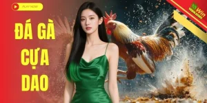 Đá Gà Cựa Dao - Trường Đấu Quốc Tế Theo Dõi Đòn Cước Rực Lửa